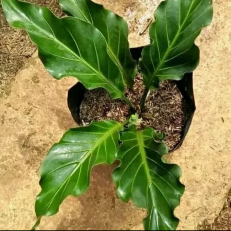 Tanaman Hias Antorium Gelombang Cinta Pohon Antarium Gelombang Cinta