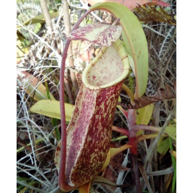 

Biji n.rafflesiana x n.mirabilis