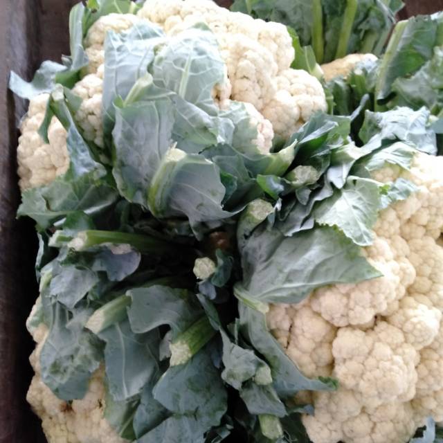 

Kembang Kol sayur segar 1000gram