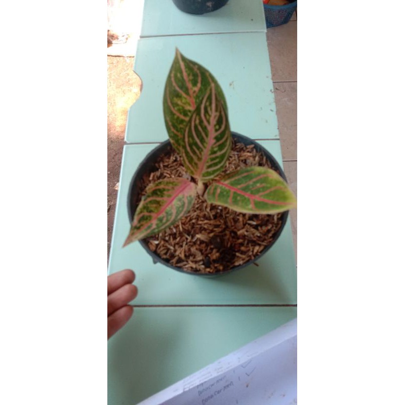 promo anakan aglonema red sumatra