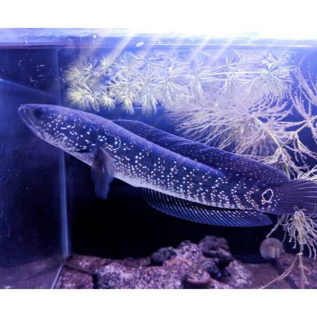 Terbaru Chana Asiatica Rsws (7-8Cm) Ikan Gabus Hias Predator