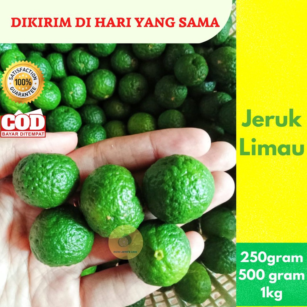 

Jeruk limau Fresh | Jeruk limo | Jeruk Sambal | Jeruk baso aci 250gram 500gram 1kg