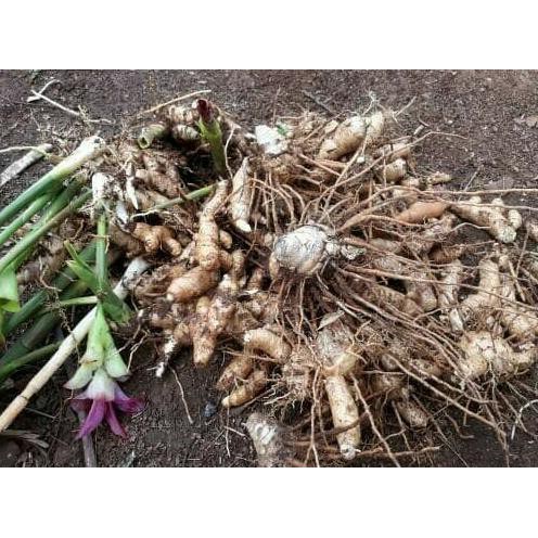 

He957U76- Kunyit / Temu Putih Segar 1Kg Curcuma Zedoaria Herbal Kanker