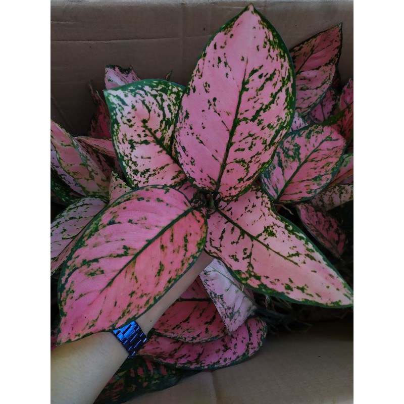 LADY VALENTINE Jumbo