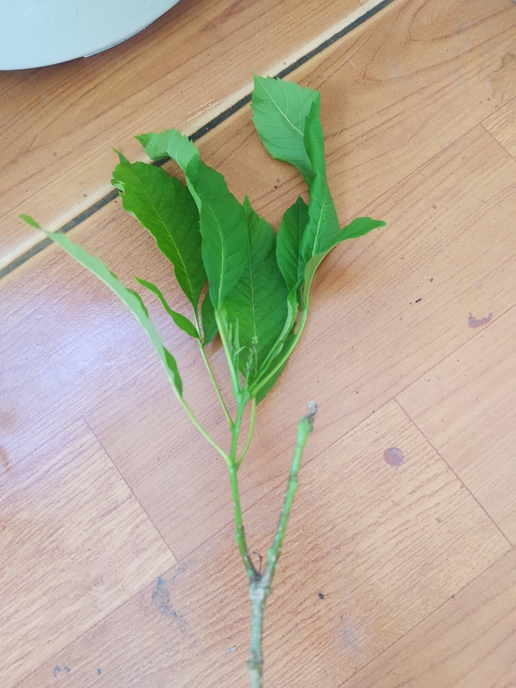 Tanaman Bunga Tecoarabia / Bunga Tekomaria