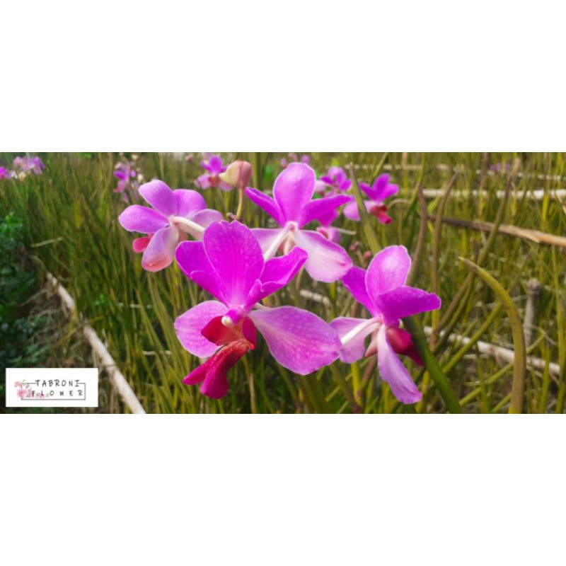 Anggrek vanda douglas dewasa murah