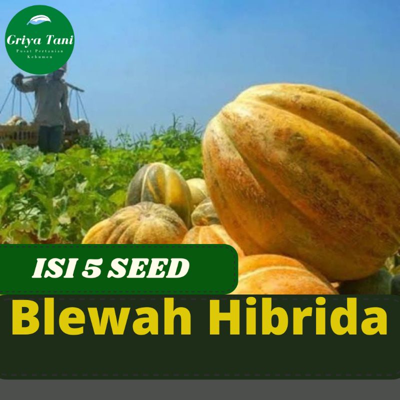 5 Benih Blewah Hibrida Benih Buah Blewah Unggul Berkualitas Benih Paket Hemaf Termurah Pemula