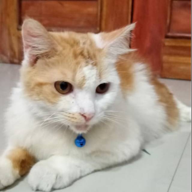 Kalung kucing