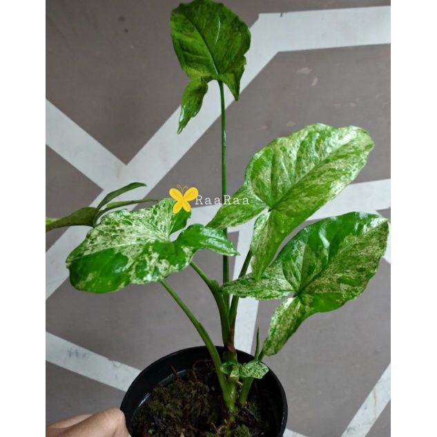 Syngonium mojito