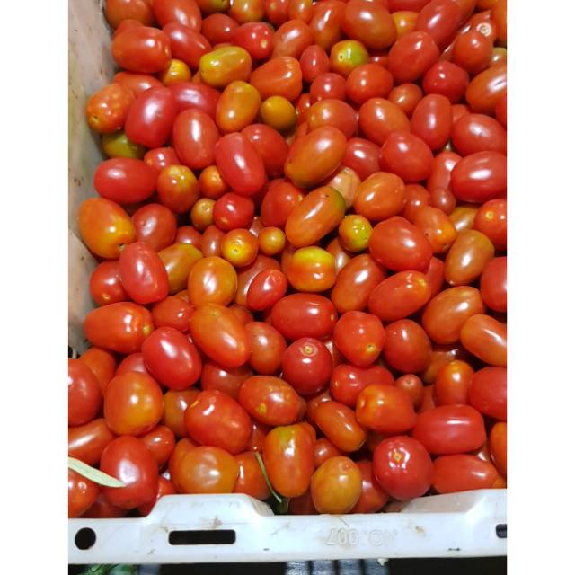 

Tomat Cery/ Rengge Rengge 500gr