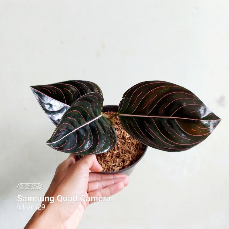 Aglaonema / Aglonema Rotundum Aceh Dewasa