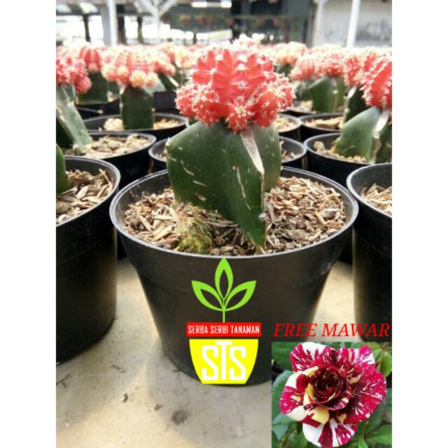 Kaktus Gymno Red Ruby