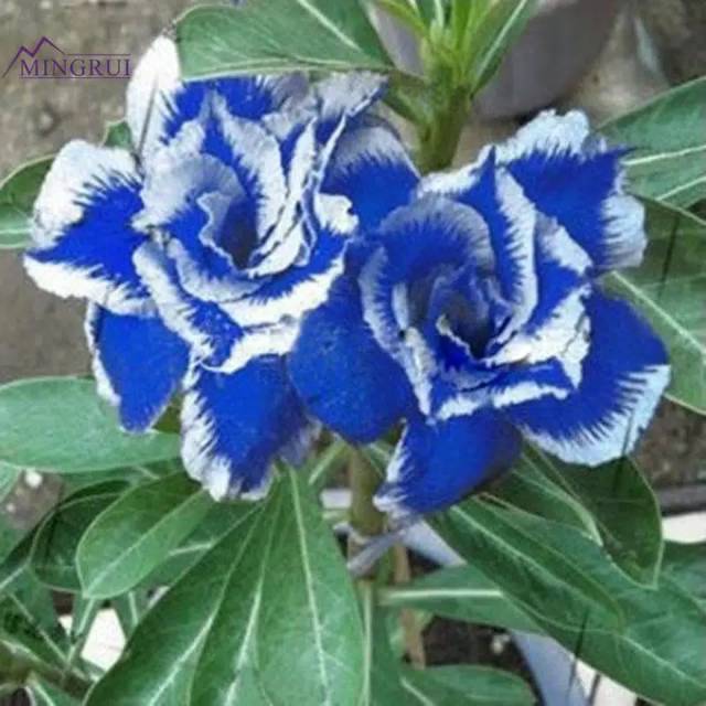Adenium bunga tumpuk Obesum Biru  dengan Sisi Putih Tanaman Mawar Gurun
