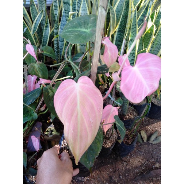 tanaman hias Philodendron Milano mican pink-mican merah muda