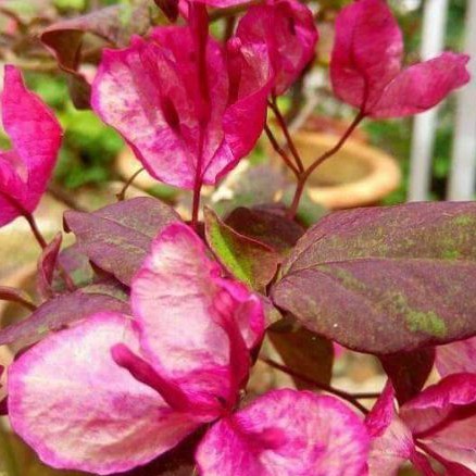 Bougenville black maria