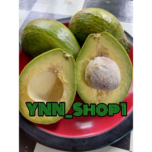

Alpukat Mentega 1Kg isi 3buah - 4buah