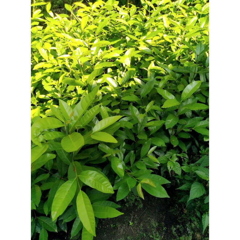 

bibit daun salam/bibit termurah pohon salam/bibit salam murah