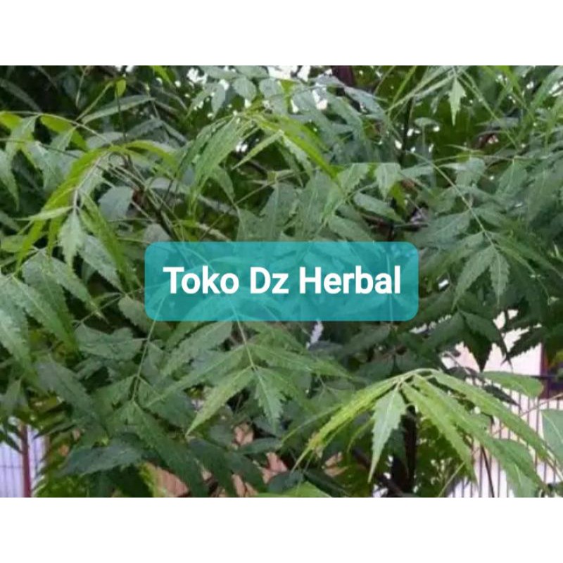 

Daun mimba segar 1 kg petik langsung-az