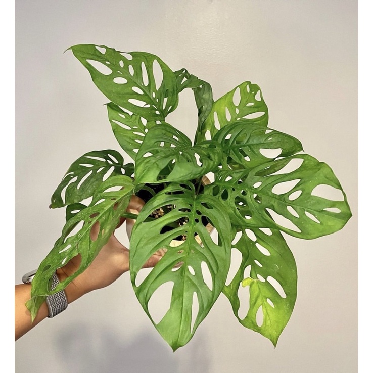 tanaman hias monstera obliqua adansonii Tanaman bunga hidup janda bolong Monstera-philodendron swiss