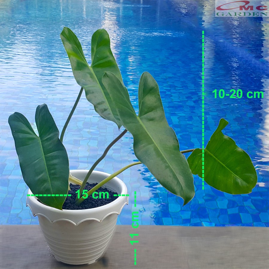 Philodendron Philo Brekele Burle Marx Tanaman Hias PBR-001