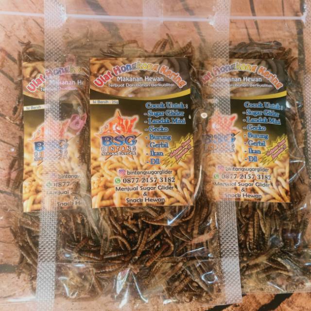 Ulat hongkong/makanan glider/hamster