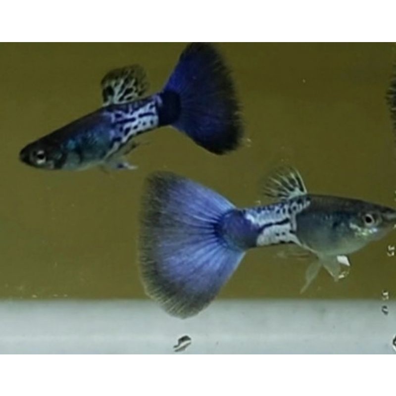 Gupy Snake skin Blue Tail/ per 2 pasang