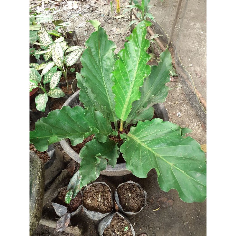 Tanaman Hias ANTHURIUM GELOMBANG CINTA  Jumbo