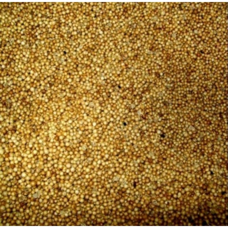 

KETUMBAR