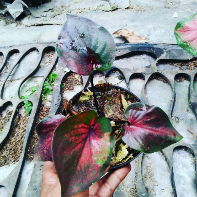 Caladium Hybrid Shopee Indonesia