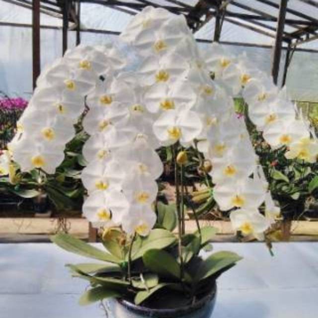 Anggrek Bulan Dewasa JUMBO