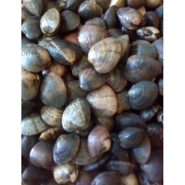 

pusat kerang manis mentah 1kg