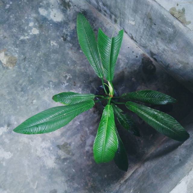 Philodendron Lynette