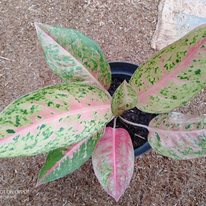 tanaman hias aglonema bigroy - aglonema bigroy - aglonema