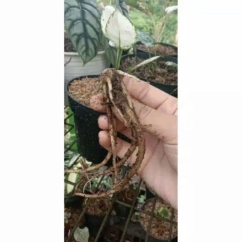 bonggol aglonema super white