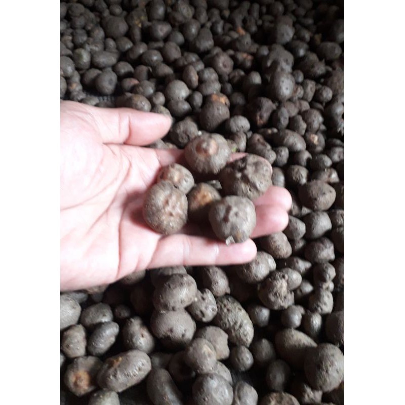 bibit porang (katak) dorman, kualitas super