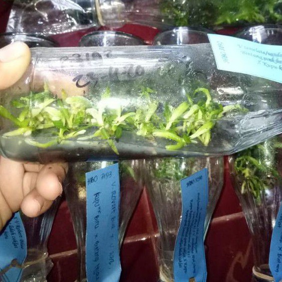 Bibit Anggrek Botol Vanda