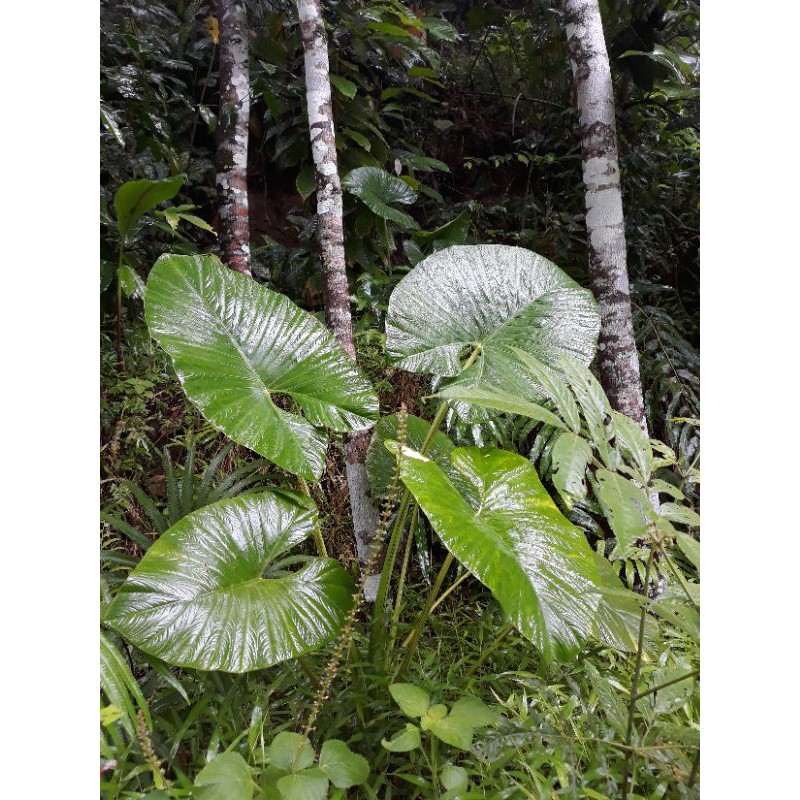 Sente Hijau keladi hijau sente ijo