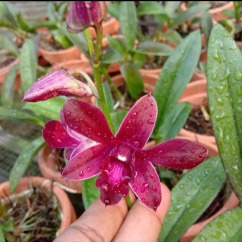 Anggrek Dendrobium Caesar Red Ukuran Dewasa
