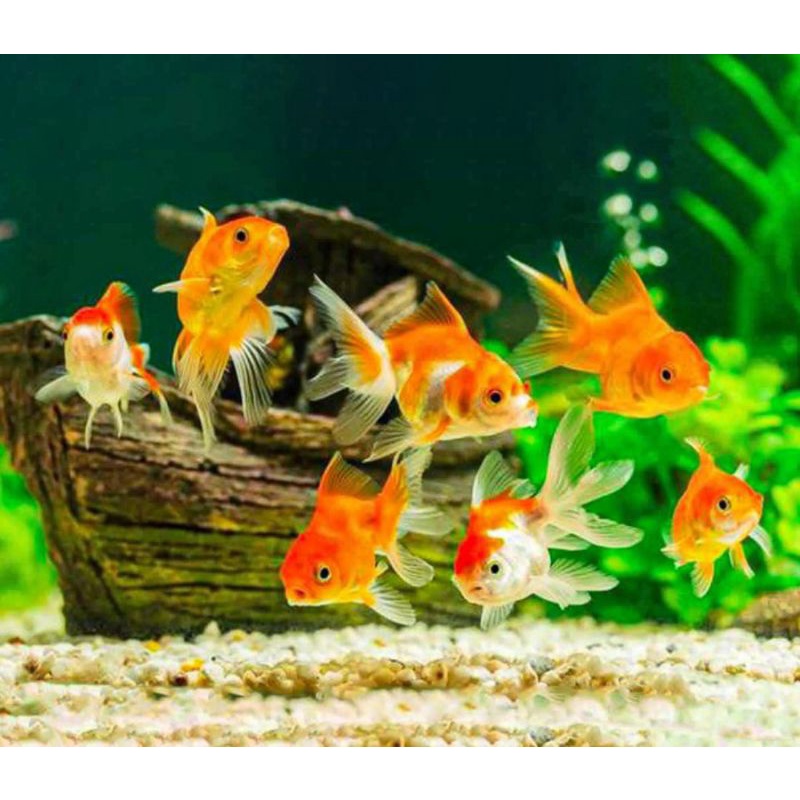 Ikan hias mas koki mini ikan hias aquascape aquarium