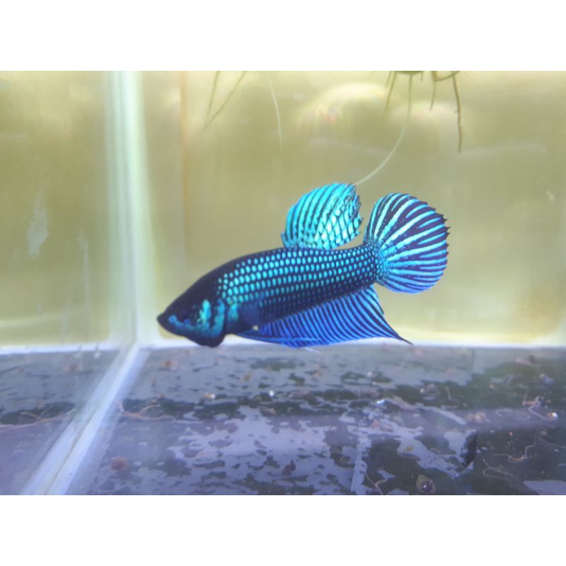 Ikan Cupang Mahachai Green