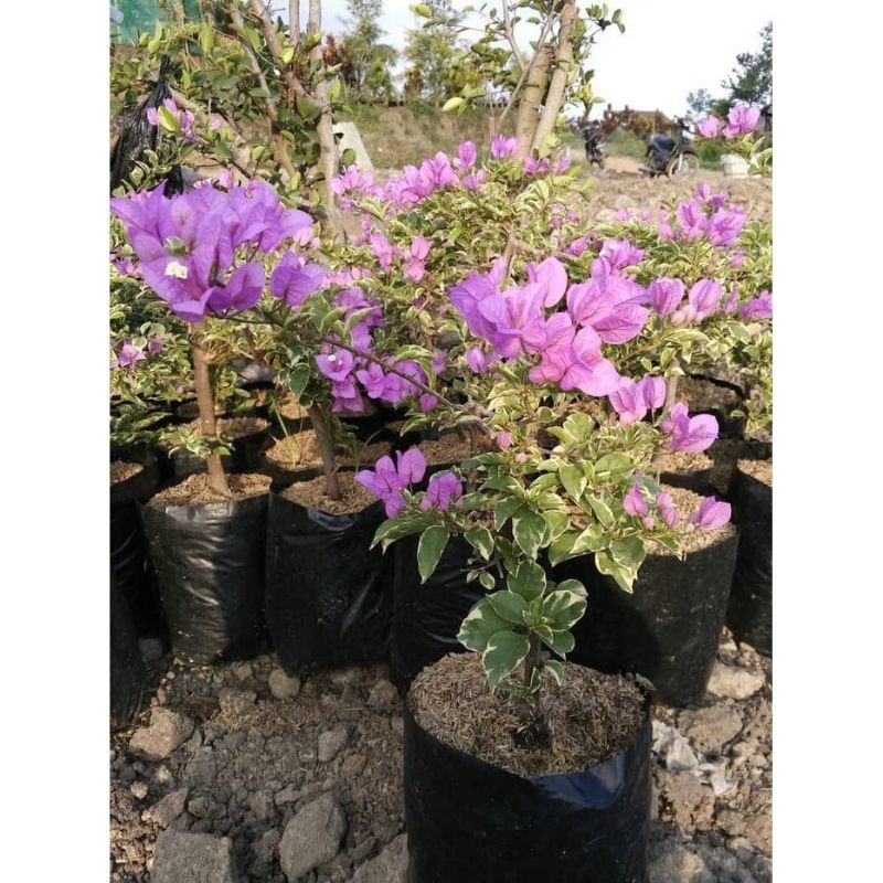 bugenvil ungu varigata