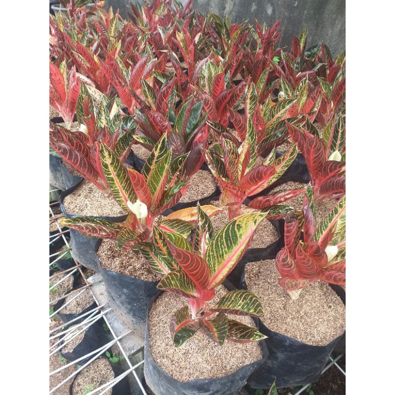 SRAYA - Aglonema Red Sumatra Mutasi Promo bisa Cod