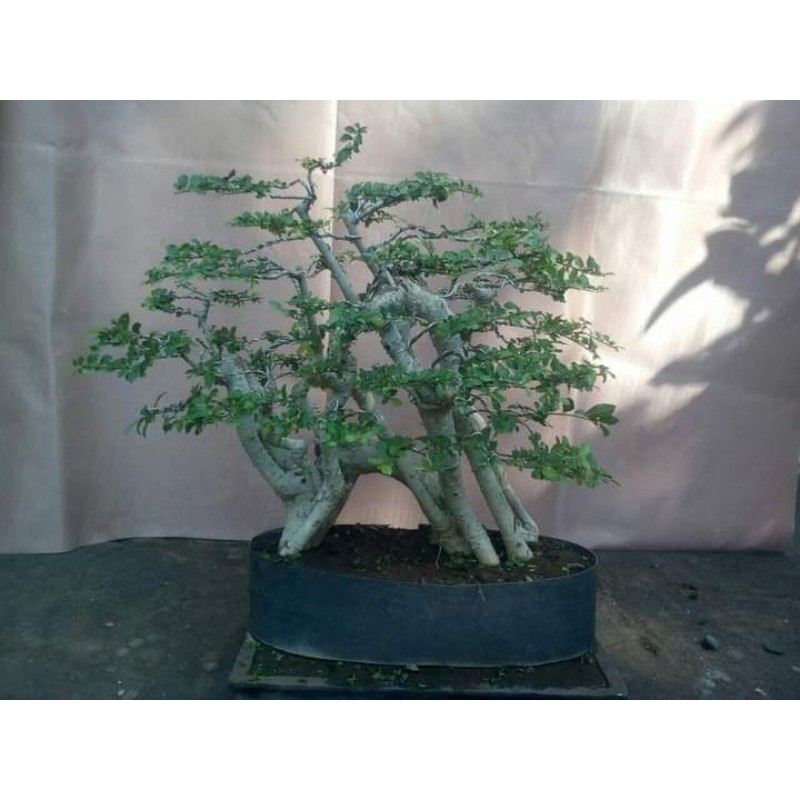 bahan bonsai serut