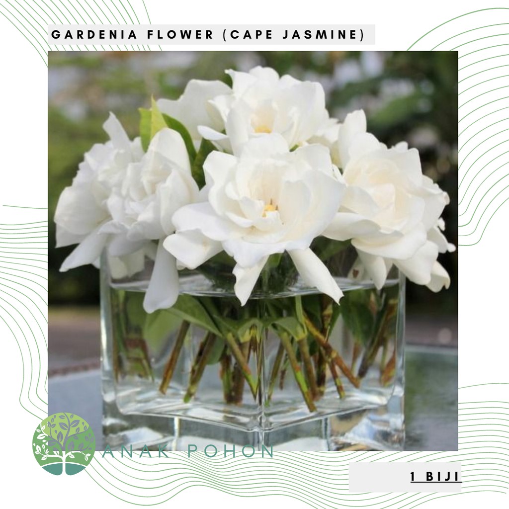 Benih Bibit Biji - Bunga Gardenia (Cape Jasmine) Flower Seeds - IMPORT