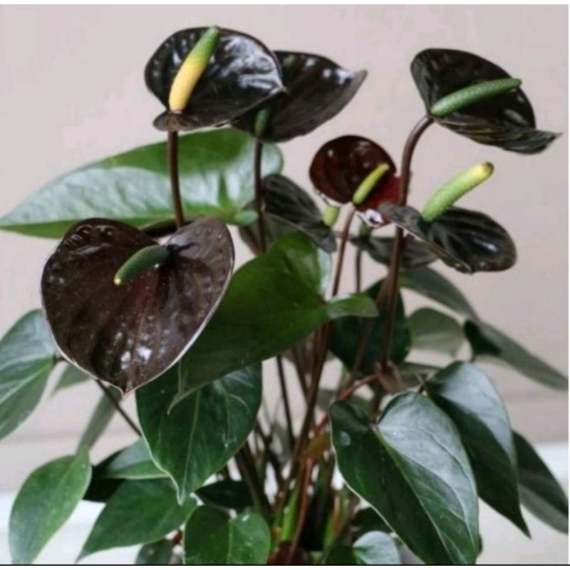 tanaman hias Anthurium mickey mouse bunga black/hitam/pot indoor/pohon mikimos