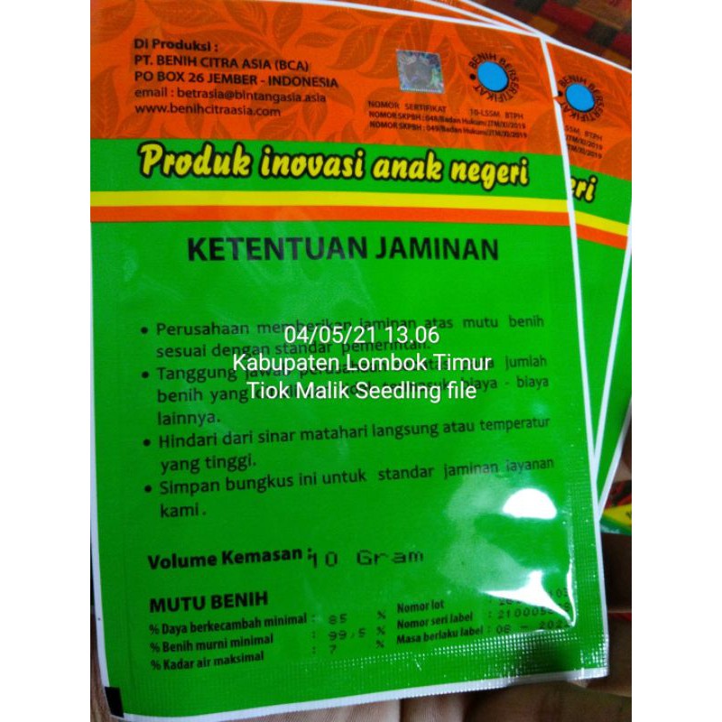 CABAI RAWIT PUTIH HIBRIDA GENJAH KARA F1