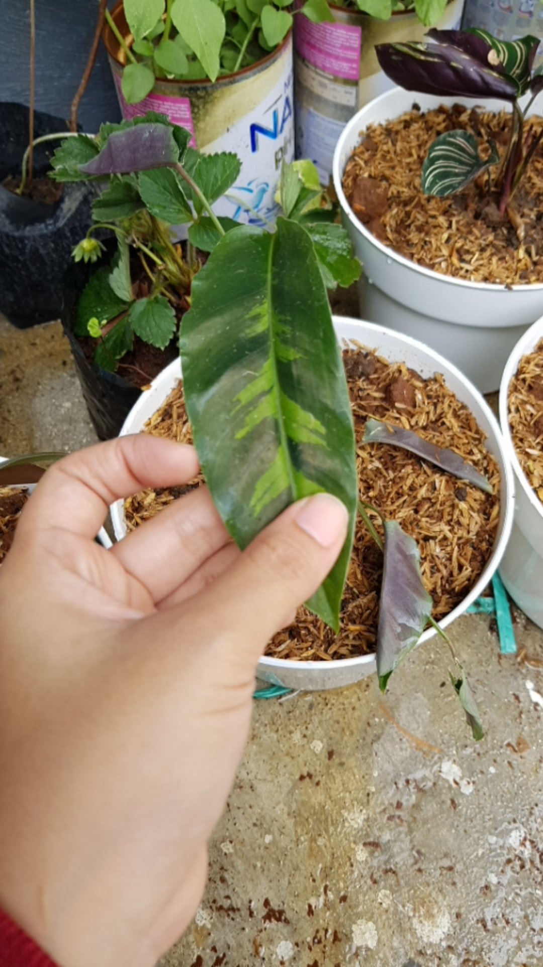 Calathea Bulu Ayam