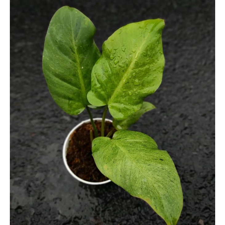 philodendron Snowdrift Varigata