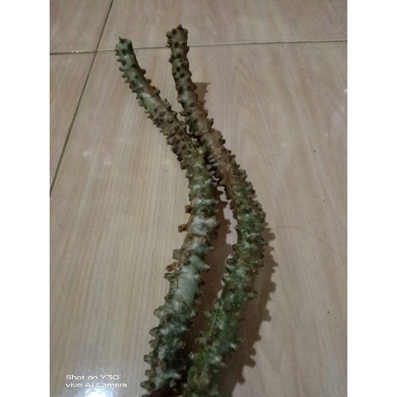 

brotowali segar 500 gram