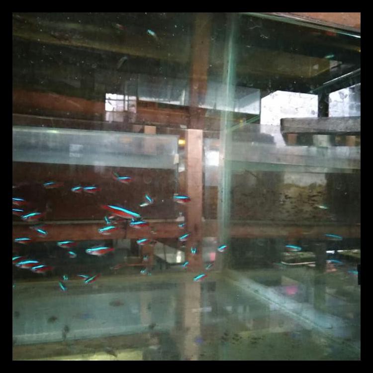 Ikan Neon Tetra Cardinal Cuci Gudang